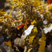 Blend de Algas Marinhas