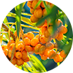 Óleo da fruta de Espinheiro