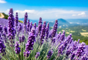 Lavanda do Brasil