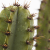 Extrato Concentrado de Mandacaru (Cereus jamacaru)