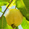 Extrato de Goiaba