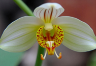 Extrato de Orquídea